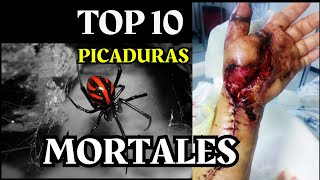 PICADURAS MORTALES TOP 10 INSECTOS MAS PELIGROSOS DEL PLANETA [upl. by Bidle]