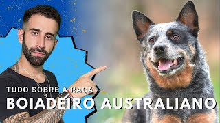 Tudo sobre a raça BOIADEIRO AUSTRALIANO BLUE HEELER [upl. by Gothart]