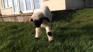 3 day old Valais Blacknose lamb with the broken leg learns to walk [upl. by Dahsar861]