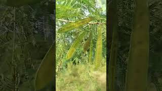 RIVER TAMARIND  IPILIPIL BATILIS TREE Leucaena Leucocephala tree ipil tree plants shorts [upl. by Danczyk788]