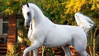 Arabian Horse videos compilation  2  😉😍 2021 Try not to watch it till the end [upl. by Beach]