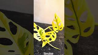 Adansonii aurea variegated cutting time🍃🥰🥰 world best rare plant monsteraplant nature plants [upl. by Aicala]