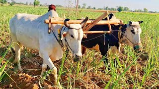 Bull powered field lining  Bull powered ancient radger  Traditional and old punjab  Bull powered [upl. by Htims]