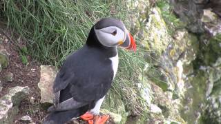 Puffin Bempton Cliffs [upl. by Atcele355]