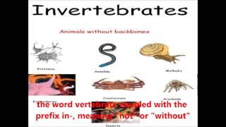 Vertebrates and Invertebrates  Kent English Videos [upl. by Jocelyne]