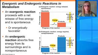 Chapter 8 Endergonic and Exergonic Reactions [upl. by Erait]