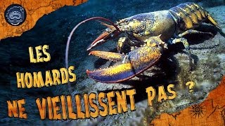 Pourquoi les homards ne vieillissent pas   CURIOCEAN 12 [upl. by Joaquin568]