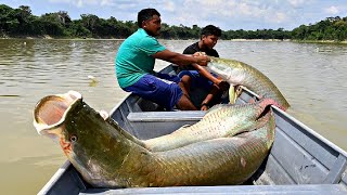 Amazon Biggest Fish Paiche  Amazon Fish Farming and Harvesting  Paiche Farm [upl. by Melena]