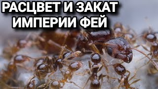 Что случилось с Pheidole pallidula спустя год Расцвет и закат империи фей МуравьиЯрославль [upl. by Foushee520]