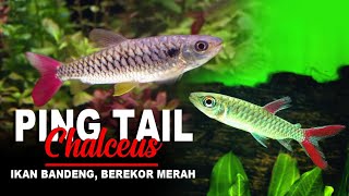 Ikan Hias Air Tawar Pink Tail Chalceus Fish Ikan Bandeng Berekor Merah [upl. by Acenes]