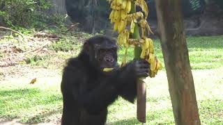 chimpanzee eating banana [upl. by Eadahc]