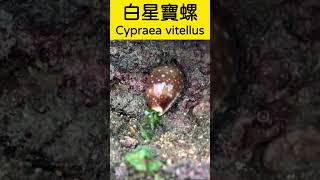 採石花菜🪸撿阿拉伯寶螺🐚漁村日常🏝️ 石花菜 寶螺 gelidium cypraeaarabica [upl. by Funk]