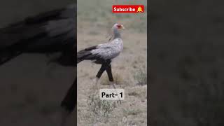 Snake Eater Secratary bird birdslover shortsfeed viralvideo shorts feed new trend trending [upl. by Maury417]