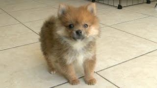 Pomeranian Puppy Talks A Big Game Barks At HUGE DOG [upl. by Rebhun]