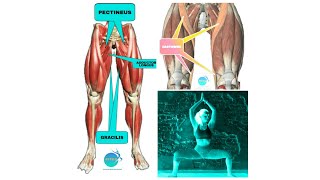 PECTINEUS GRACILIS ADDUCTOR LONGUS SARTORIUS functions stretching STRENGTHENING  FITANDYOU [upl. by Saenihp]