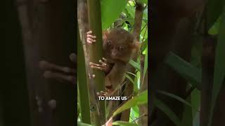 Did You Know Philippine Tarsiers Rotate Heads 180 [upl. by Alemat]