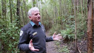 A 15minute mindfulness walk at Kinglake National Park [upl. by Auqinom]