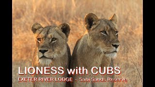 LIONESS with CUBS  Exeter River Lodge  Sabi Sands Game Reserve  Kruger National Park [upl. by Belvia]