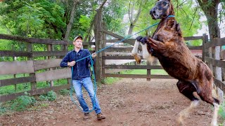 Training A WILD Foal From First Touch To Haltering  Foal Training EP1 [upl. by Cattima104]