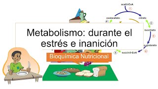 Metabolismo durante el estrés e inanición ayuno prolongado  Bioquímica  Rodolfo Zamudio [upl. by Phoebe]