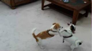 Jack Russell Terrier JRT vs Rat Terrier Play Fighting [upl. by Ardnua228]