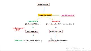 Cours dEndocrinologie vidéo 2  Axe Hypothalamo hypophysaire [upl. by Ahsienroc614]