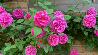 Zephirine Drouhin rose bush [upl. by Streeto224]