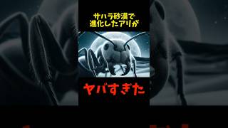 サハラ砂漠で進化したアリがヤバすぎた動物 雑学 アリ サハラギンアリ [upl. by Yelnats46]