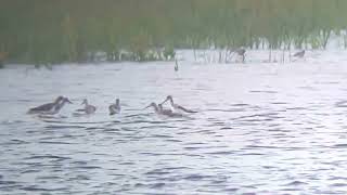 Common Greenshank in Del Norte County CA 92623 [upl. by Greenburg]