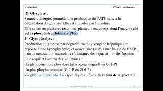 METABOLISME GLUCIDIQUE [upl. by Lieno649]