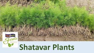 Shatavari Plants Available for Cultivation [upl. by Melinda558]