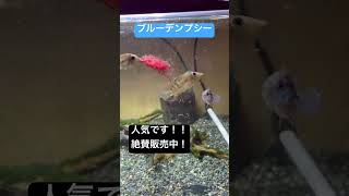 素晴らしい改良品種！ブルーデンプシー！絶賛販売中！アワジヤ熱帯魚アクアリウムaquarium [upl. by Traweek293]