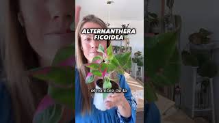 Haul de plantasdeinterior Selaginella willdenowii Alternanthera y Philodendron gloriosum plantas [upl. by Cirred]