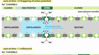 Membrane Proteins II [upl. by Haywood]