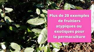 Forêt jardin  plus de 20 fruitiers atypiques ou exotiques pour la permaculture [upl. by Ronen232]