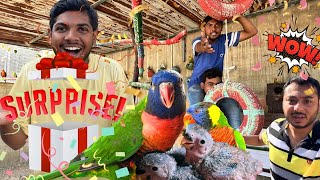 LORIKEET PARROT NE BABY HATCHED KR LIYA😍 [upl. by Innor]