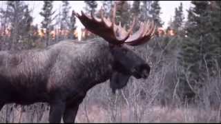 Moose fight in front of our car  near Anchorage Alaska [upl. by Clemence959]