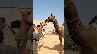 Sense of mutuality in camels shorts shortvideo youtubeshorts [upl. by Nyleahs768]