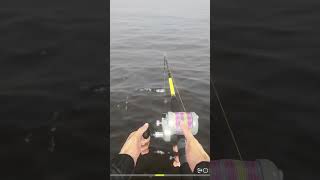 Trophy Shorthorn Sculpin russianfishing4spots rf4 russianfishing4 [upl. by Irene925]