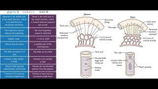 Microscopic difference between The jejunum and the Ileum [upl. by Nnylyam388]