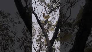 Cockatoos Attack Goanna Australia lizard wildlife monitorlizard cockatoo [upl. by Schwenk]