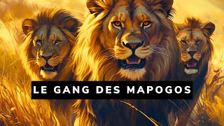 La troupe de lions la plus meurtrière ayant jamais existé  Les lions Mapogos 🐾 [upl. by Wystand]