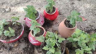 చామంతి మొక్కలని కుండీలో ఎలా నాటుకోవాలి l how to replant chrysanthemum in pots trending garden [upl. by Gardia]