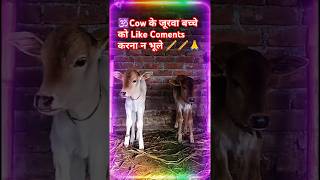 🕉️Cow के जूरवा बच्चे को Like Coments करना। न भूले 🪈🙏गाय बछराकृष्ण bhajanगोकुल छोटी [upl. by Ardnik]