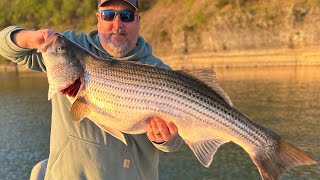 HUGE Beaver Lake Striped Bass 2024 [upl. by Ayyn]