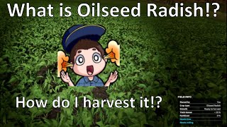 What is Oilseed Radish How do I harvest it [upl. by Nilkoorb]