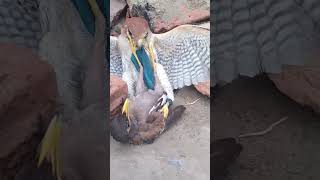 Strong Home Bird birds hunting wildlife attack animals eagle hawk shorts falcons [upl. by Yrrab]