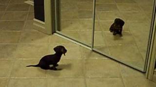 Mini Dachshund Puppy Vs Mirror [upl. by Titos]