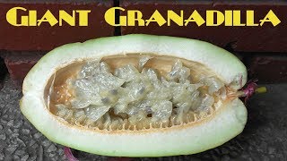 Giant Granadilla Review Passiflora quadrangularis  Weird Fruit Explorer Ep 223 [upl. by Rattan]