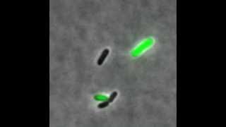 Phage lambda  showing lytic and lysogenic pathways [upl. by Eednahs]